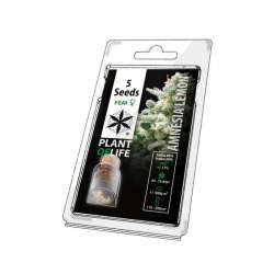 Amnesia Lemon Fem | 5 Sementes
